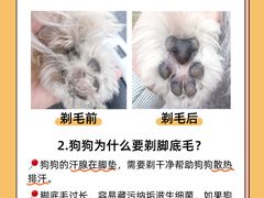 -翊宠yipet猫狗购宠庄园犬舍•猫舍