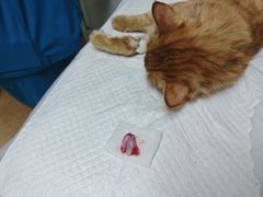 -宠颐生中康贝怡动物医院