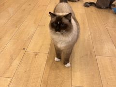 -Let's go狗咖·猫咖·奶狗·桌游(春熙路IFS店)