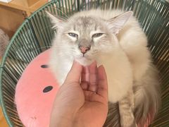 -Cappucimeow猫咪咖啡馆(韦伯时代店)