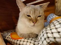 -猫猫幼稚园·撸猫·桌游·电玩