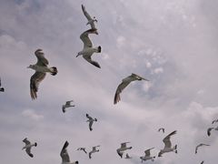 -海驴岛(荣成市)