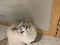 -飞行喵MR PILOT|猫舍·猫咖(静安大融城店)