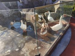 -造物庄园 萌宠纪(苏州湾歌林公园店)