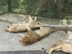 -大连森林动物园