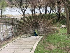 -宁波杭州湾国家湿地公园