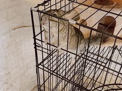 -平行世界·猫咖(首经贸店)