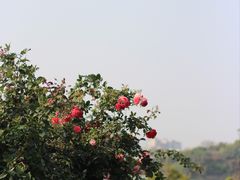 -立新湖公园