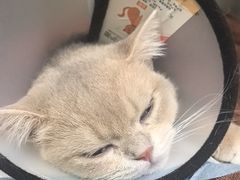 -佳雯宠物医院·皮肤科·内外科(春晓路分院)