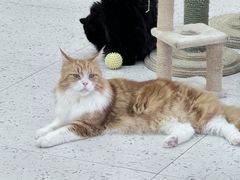 -喵园·猫主题咖啡厅·撸猫·猫咖(国贸店)