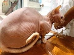 -猫小院猫主题餐厅(三里屯店)