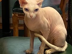 -猫小院猫主题餐厅(三里屯店)