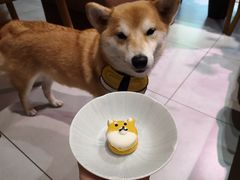 Matcha-柴务处·柴犬主题狗咖