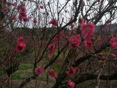 -南国桃园旅游度假区