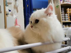 -猫宠乐园·专业洗护