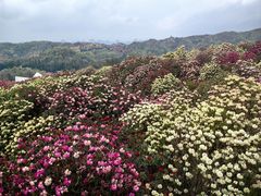 -贵州百里杜鹃风景名胜区