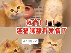 -lincat·猫舍(广州店)