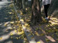 -金鸡山公园