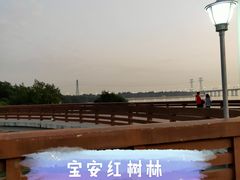 -宝安西湾红树林湿地公园