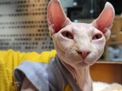 -藏猫猫咖啡主题馆(中央大道店)