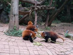 -成都大熊猫繁育研究基地