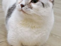 -安格丽娜·狗咖·猫咖羊驼咖(春熙路百盛商场店)