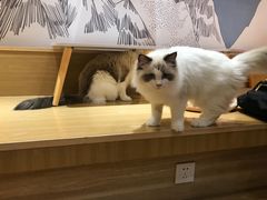 -滚猫咖啡·猫咖·猫友好撸猫(未来城店)