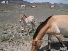 -新疆天山野生动物园