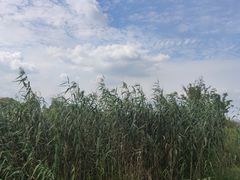 -漕湖湿地公园