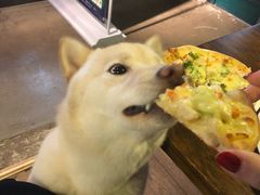 -百好乐宠物友好餐厅(朝外大街店)