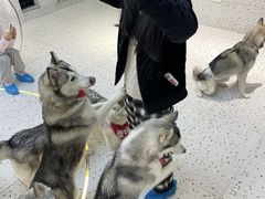 -Husky Go!哈士奇体验馆·宠物咖啡厅狗咖