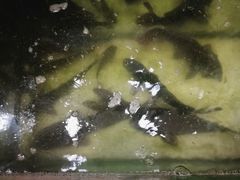 -连池鱼豆味坊(风景区店)
