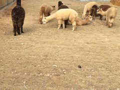 -泉州海丝野生动物世界