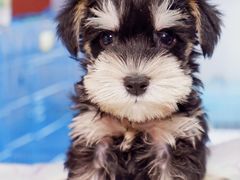 -翊宠yipet猫狗购宠庄园犬舍•猫舍