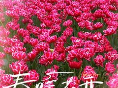 -玄武湖景区-情侣园游乐场