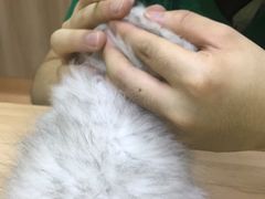 -瑞鹏宠物医院·宠保定点·心脏科·内科(御桥分院)