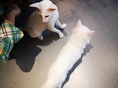 -飞行喵MR PILOT|猫舍·猫咖(静安大融城店)