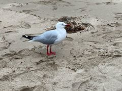 -企鹅岛
