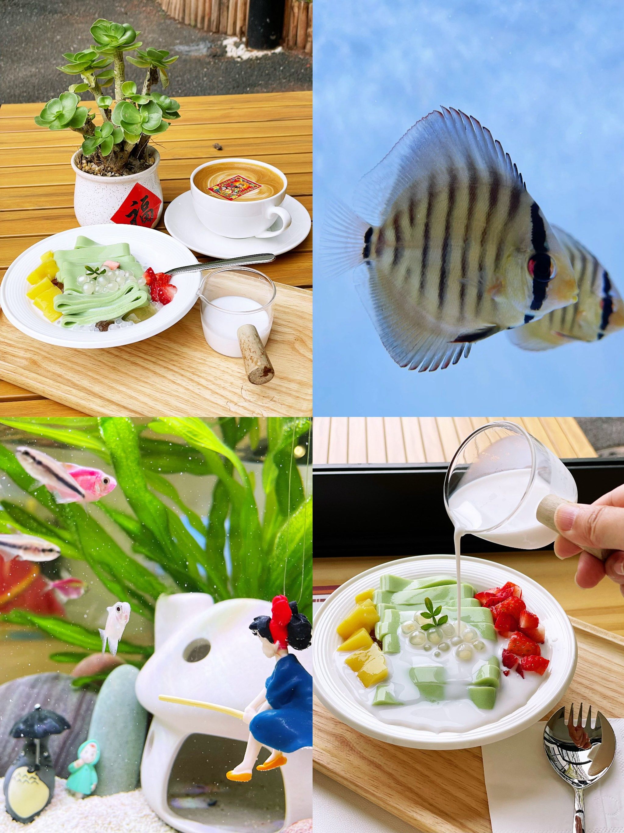 心心念念的水族馆咖啡☕️终于喝到啦喜欢的可以冲啦