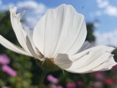 景点-张北坝上草原