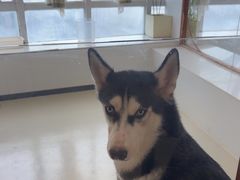 -共舞时光猫咖·狗咖(新街口店)