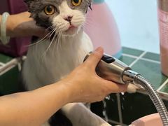-山宅一喵德文卷毛猫舍