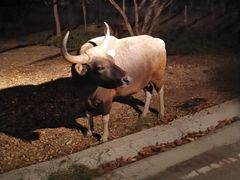 -清迈夜间动物园