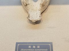 -重庆中国三峡博物馆(重庆博物馆)