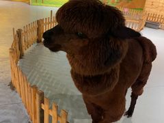-巴克创奇梦工厂