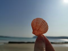 -贝壳沙滩