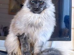 -十年猫舍·猫咪专门店(普陀店)
