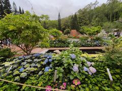 -深圳仙湖植物园