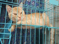-胡椒猪肚汤(康王店)