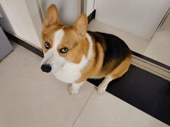 -宠福鑫康馨动物医院·骨科·眼科